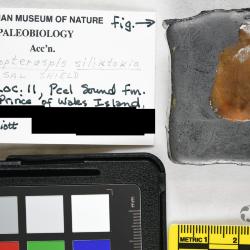 Protopteraspis Leriche, 1924