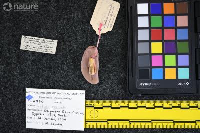 Testudo exornata (Lambe, 1906)