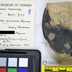 Pionaspis Denison, 1964