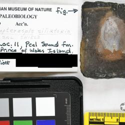 Protopteraspis Leriche, 1924