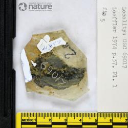 Traquairaspis Kiaer, 1932