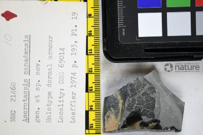 Aserotaspis Dineley & Loeffler, 1976