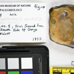 Protopteraspis Leriche, 1924