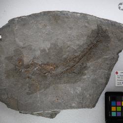 Ornatipholis Cumbaa & Murray, 2008