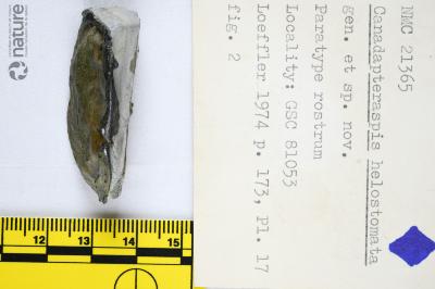 Canadapteraspis Dineley & Loeffler, 1976