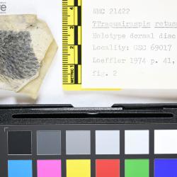 Traquairaspis Kiaer, 1932