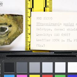 Traquairaspis Kiaer, 1932