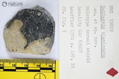 Natlaspis Dineley & Loeffler, 1976