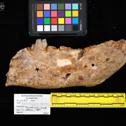 Hemipsalodon grandis