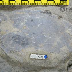 Boothiaspis Broad, 1973