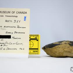 Pionaspis Denison, 1964