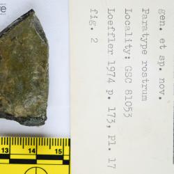 Canadapteraspis Dineley & Loeffler, 1976