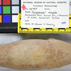 Torpedaspis Broad & Dineley, 1973