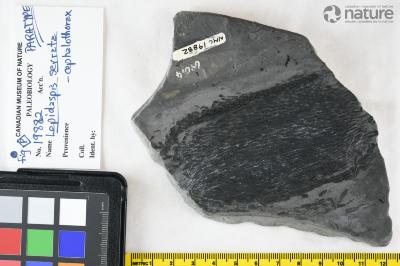 Lepidaspis Dineley & Loeffler, 1976