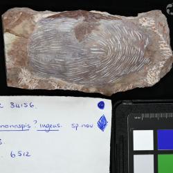 Vernonaspis Flower & Wayland-Smith, 1952