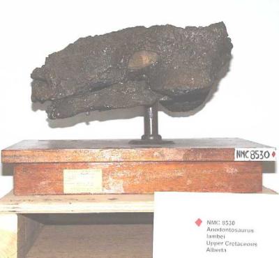 Stereocephalus tutus