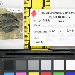 Traquairaspis Kiaer, 1932