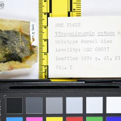 Traquairaspis Kiaer, 1932