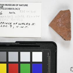 Escharaspis Elliott, 1983