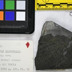 Aserotaspis Dineley & Loeffler, 1976