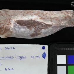 Vernonaspis Flower & Wayland-Smith, 1952