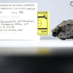 Stomiahykus thlaodus