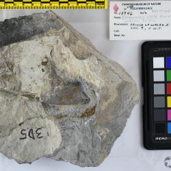 Escharaspis Elliott, 1983