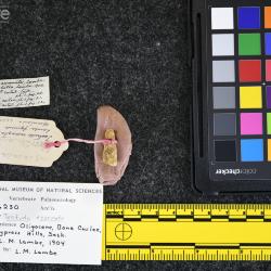 Testudo exornata (Lambe, 1906)