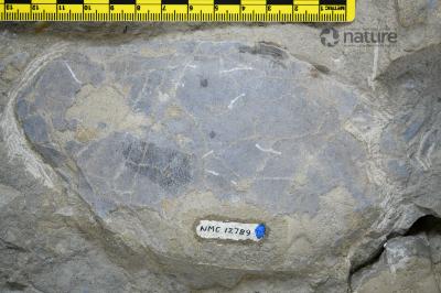 Boothiaspis Broad, 1973