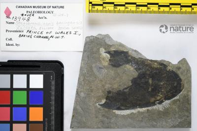 Stegobranchiaspis Elliott, 1983