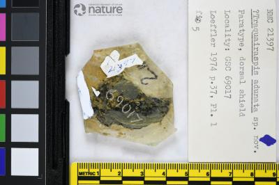 Traquairaspis Kiaer, 1932