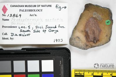 Protopteraspis Leriche, 1924