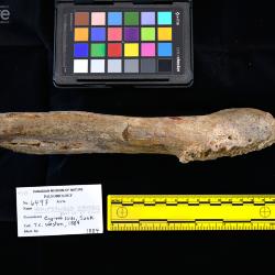 Hemipsalodon grandis