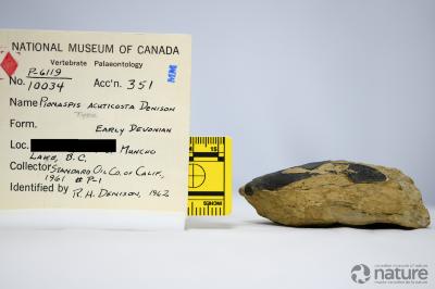 Pionaspis Denison, 1964