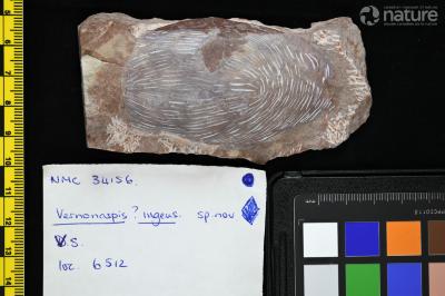 Vernonaspis Flower & Wayland-Smith, 1952