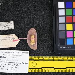 Testudo exornata (Lambe, 1906)