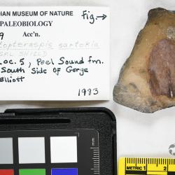 Protopteraspis Leriche, 1924