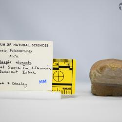 Torpedaspis Broad & Dineley, 1973