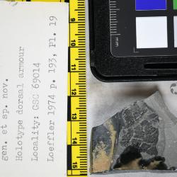 Aserotaspis Dineley & Loeffler, 1976