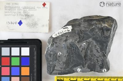 Superciliaspis Adrain & Wilson, 1994