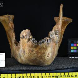 Megacerops Leidy, 1870