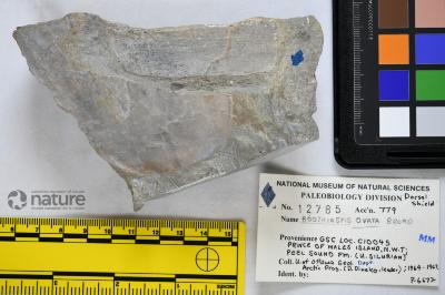 Boothiaspis Broad, 1973