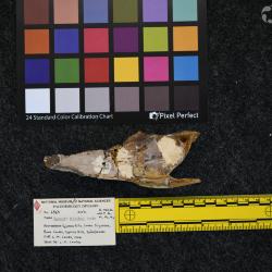 Hyracodon priscidens