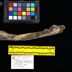 Elotherium coarctatum