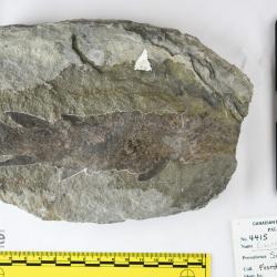 Eusthenopteron foordi