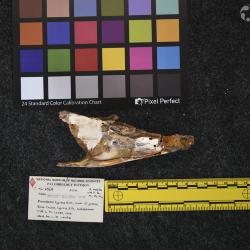 Hyracodon priscidens