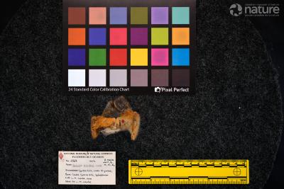 Hyracodon priscidens