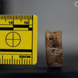 Ameiurus cancellatus