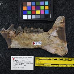 Elotherium coarctatum