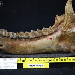 Megacerops Leidy, 1870